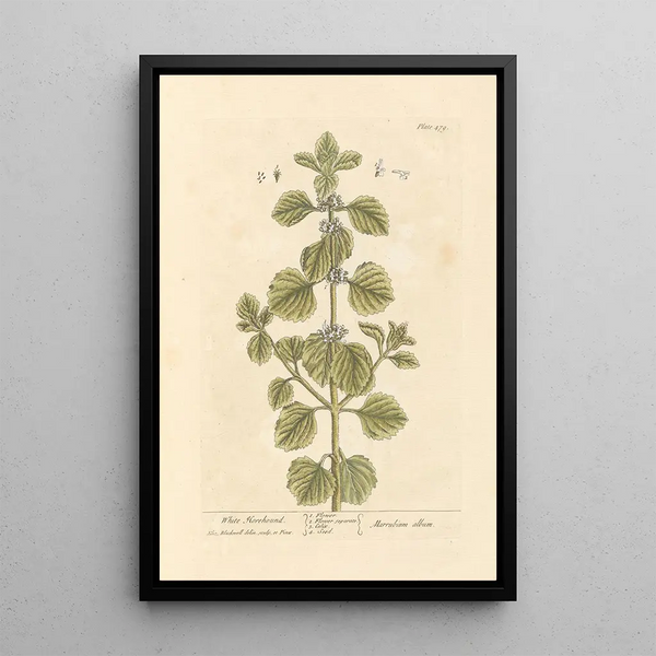 Marrube blanc - Elizabeth Blackwell — gerahmtes Bild an der Wand