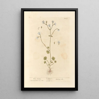 Elizabeth Blackwell - White saxifrage.webp