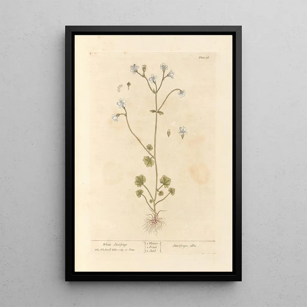 Saxifrage blanche - Elizabeth Blackwell — gerahmtes Bild an der Wand