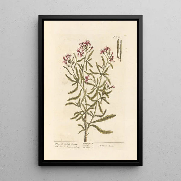 Julienne weißes Gemälde - Elizabeth Blackwell — gerahmtes Bild an der Wand
