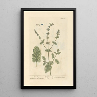 Elizabeth Blackwell - Wild clary.webp