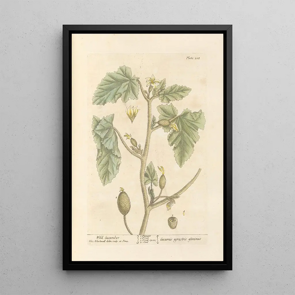 Wild-Gurke - Elizabeth Blackwell — gerahmtes Bild an der Wand