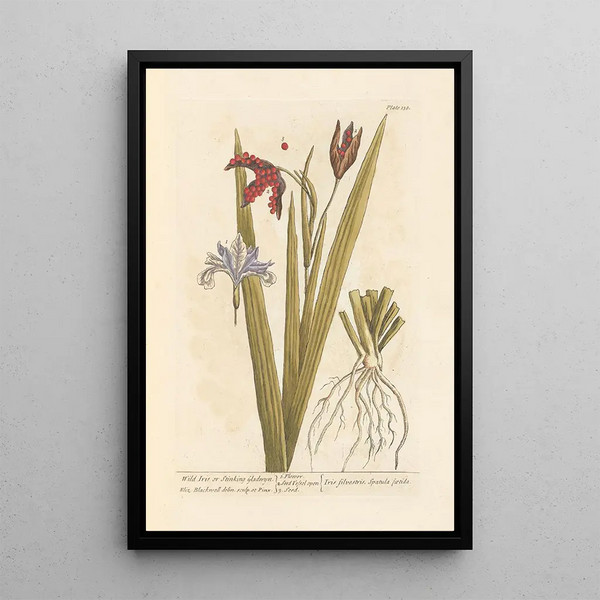 Iris sauvage ou iris fétide - Elizabeth Blackwell — gerahmtes Bild an der Wand
