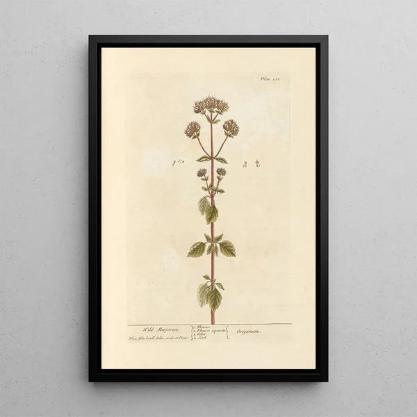 Marjolaine sauvage - Elizabeth Blackwell — gerahmtes Bild an der Wand