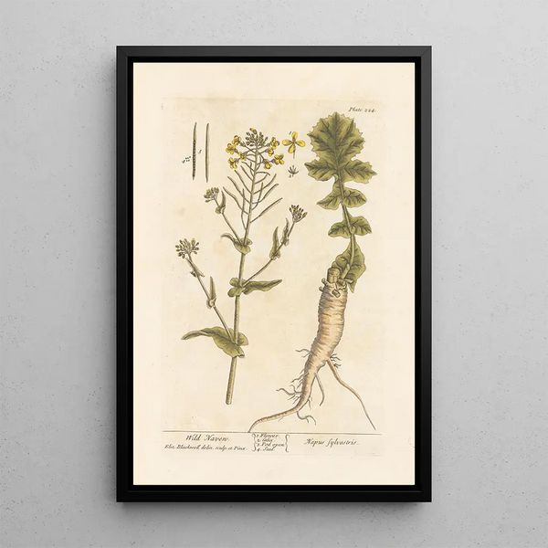 Navet sauvage - Elizabeth Blackwell — gerahmtes Bild an der Wand