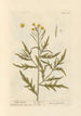 Roquette sauvage - Elizabeth Blackwell — Ansicht des Kunstwerks
