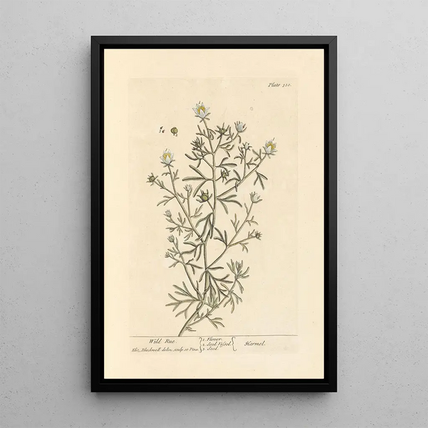 Rue sauvage - Elizabeth Blackwell — gerahmtes Bild an der Wand