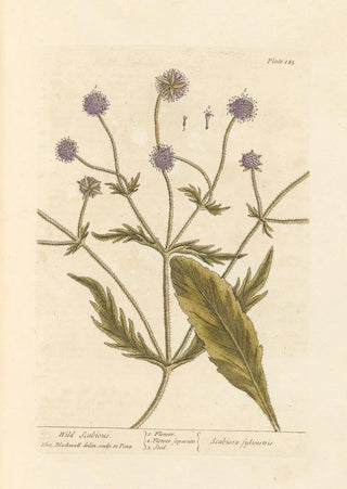 Elizabeth Blackwell - Wild scabious.webp
