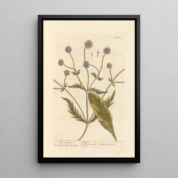 Skabiose wild - Elizabeth Blackwell — gerahmtes Bild an der Wand