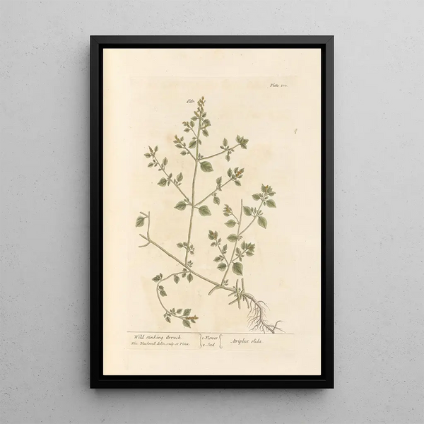 Arroche fétide sauvage - Elizabeth Blackwell — gerahmtes Bild an der Wand