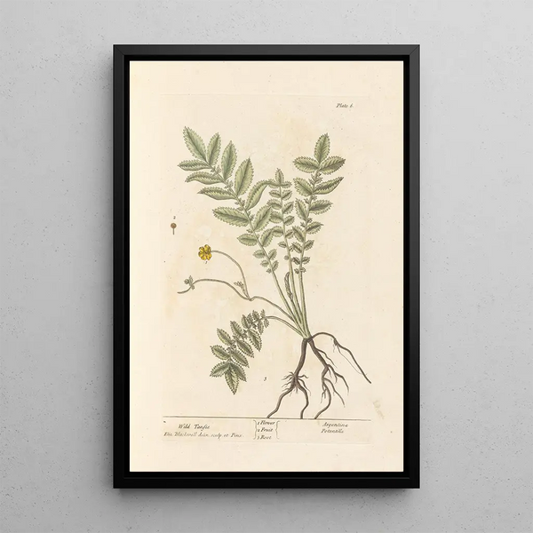 Tanaisie sauvage - Elizabeth Blackwell — gerahmtes Bild an der Wand