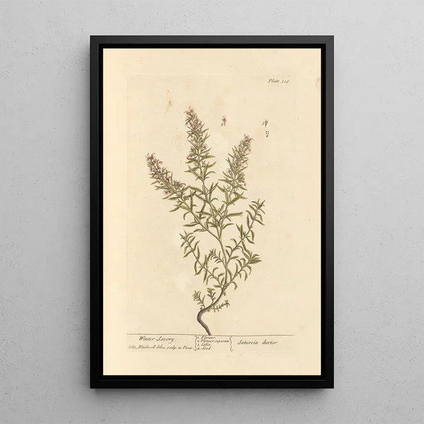 Sarriette d'hiver - Elizabeth Blackwell — gerahmtes Bild an der Wand