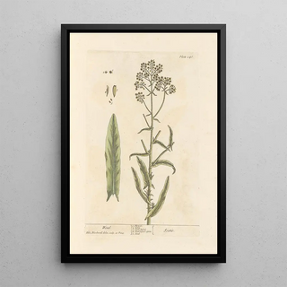Elizabeth Blackwell - Woad.webp