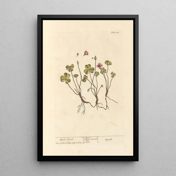 Oxalis - Elizabeth Blackwell — gerahmtes Bild an der Wand