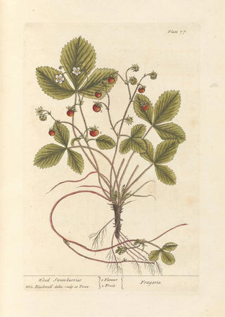 Elizabeth Blackwell - Wood strawberries.webp