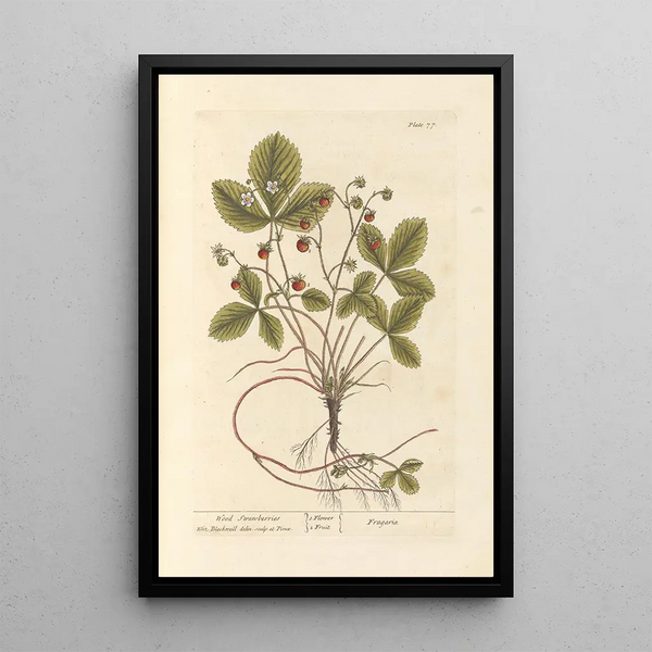 Waldbeeren - Elizabeth Blackwell — gerahmtes Bild an der Wand