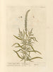 Reseda der Färber - Elizabeth Blackwell — Ansicht des Kunstwerks