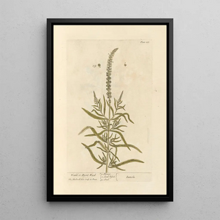 Elizabeth Blackwell - Would or dyers weed.webp
