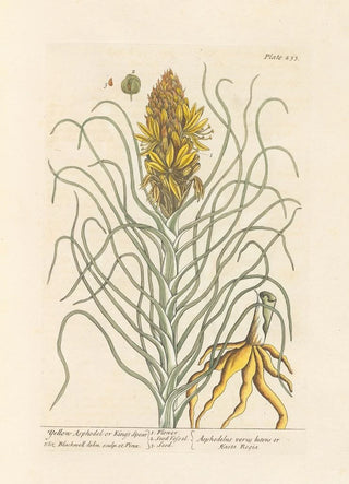 Elizabeth Blackwell - Yellow asphodel or kings spear.webp