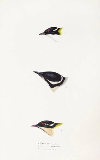 Elizabeth Gould - A synopsis of the birds of Australia and the adjacent Islands Pl17.webp