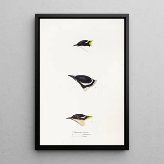 Elizabeth Gould - A synopsis of the birds of Australia and the adjacent Islands Pl17.webp