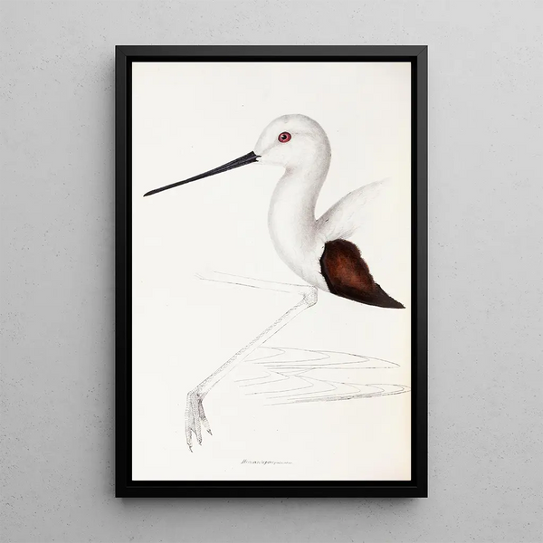 Ein Überblick über die Vögel Australiens und der angrenzenden Inseln Pl33 - Elizabeth Gould — gerahmtes Bild an der Wand
