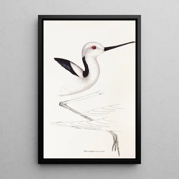 Ein Überblick über die Vögel Australiens und der angrenzenden Inseln Pl34 - Elizabeth Gould — gerahmtes Bild an der Wand