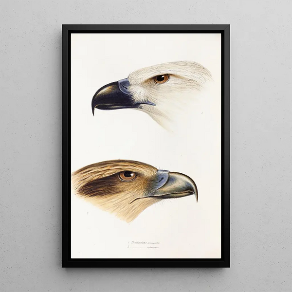 Ein Überblick über die Vögel Australiens und der angrenzenden Inseln Pl39 - Elizabeth Gould — gerahmtes Bild an der Wand