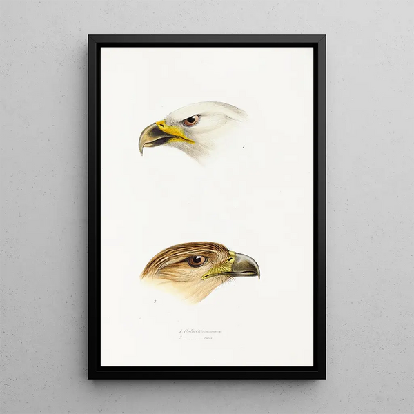 Ein Überblick über die Vögel Australiens und der angrenzenden Inseln Pl40 - Elizabeth Gould — gerahmtes Bild an der Wand
