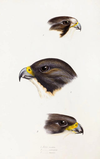 Elizabeth Gould - A synopsis of the birds of Australia and the adjacent Islands Pl42.webp