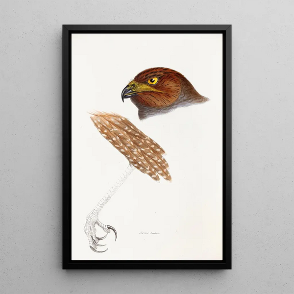 Ein Überblick über die Vögel Australiens und der angrenzenden Inseln Pl48 - Elizabeth Gould — gerahmtes Bild an der Wand