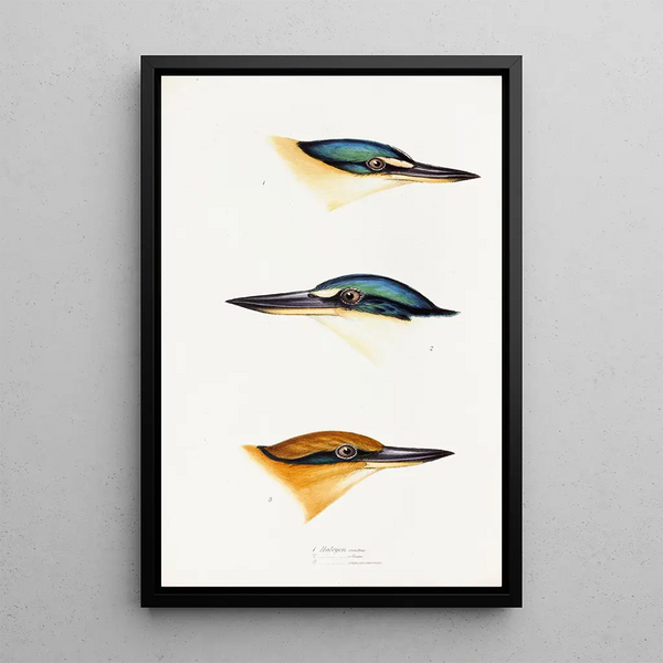 Ein Blick auf die Vögel Australiens und der angrenzenden Inseln Pl53 - Elizabeth Gould — gerahmtes Bild an der Wand