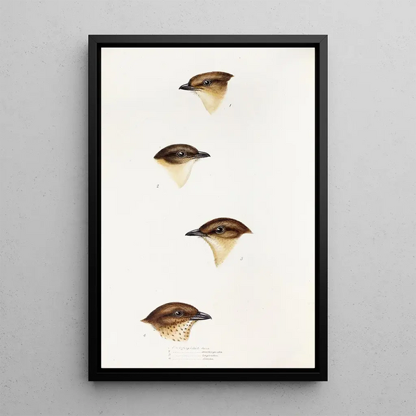 Ein Blick auf die Vögel Australiens und der angrenzenden Inseln Pl55 - Elizabeth Gould — gerahmtes Bild an der Wand