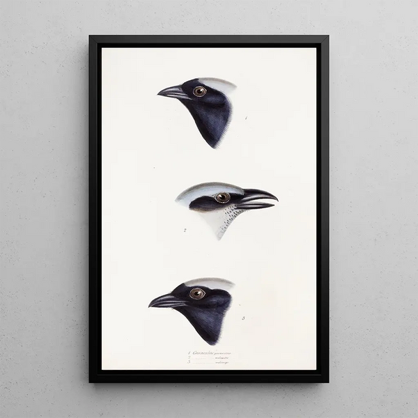 Ein Überblick über die Vögel Australiens und der angrenzenden Inseln Pl56 - Elizabeth Gould — gerahmtes Bild an der Wand