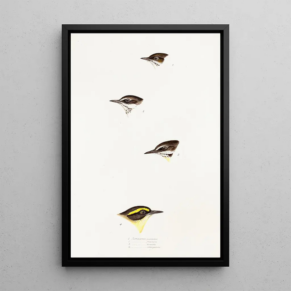 Ein Überblick über die Vögel Australiens und der angrenzenden Inseln Pl58 - Elizabeth Gould — gerahmtes Bild an der Wand