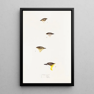 Elizabeth Gould - A synopsis of the birds of Australia and the adjacent Islands Pl61.webp
