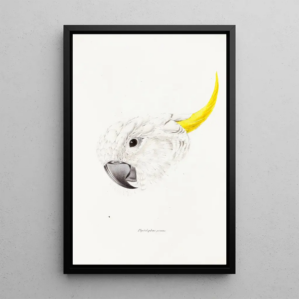 Ein Blick auf die Vögel Australiens und der angrenzenden Inseln Pl64 - Elizabeth Gould — gerahmtes Bild an der Wand