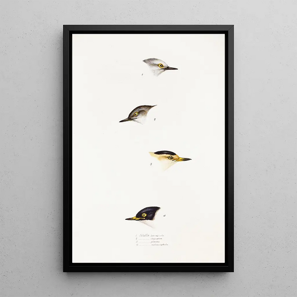Ein Blick auf die Vögel Australiens und der angrenzenden Inseln Pl68 - Elizabeth Gould — gerahmtes Bild an der Wand