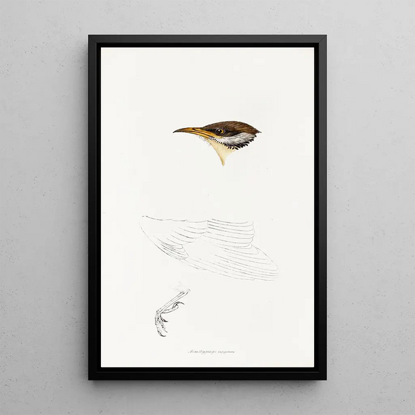 Ein Überblick über die Vögel Australiens und der angrenzenden Inseln Pl69 - Elizabeth Gould — gerahmtes Bild an der Wand