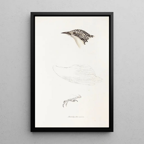 Ein Blick auf die Vögel Australiens und der angrenzenden Inseln Pl70 - Elizabeth Gould — gerahmtes Bild an der Wand