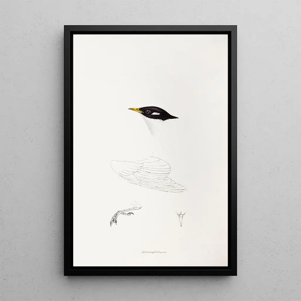 Ein Blick auf die Vögel Australiens und der angrenzenden Inseln Pl71 - Elizabeth Gould — gerahmtes Bild an der Wand