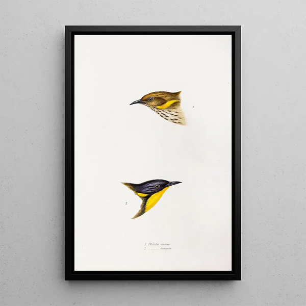Ein Blick auf die Vögel Australiens und der angrenzenden Inseln Pl72 - Elizabeth Gould — gerahmtes Bild an der Wand