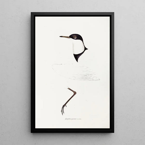 Ein Blick auf die Vögel Australiens und der angrenzenden Inseln Pl73 - Elizabeth Gould — gerahmtes Bild an der Wand