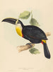 Ils embrassent le toucan - Elizabeth Gould — Ansicht des Kunstwerks