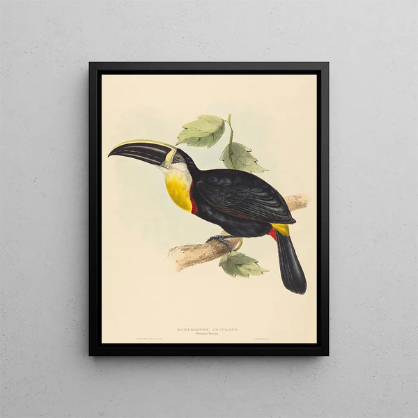 Elizabeth Gould - Osculant Toucan.webp