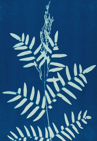 Ella J C Hurd - Ferns of Huntington Long Island Pl31.webp