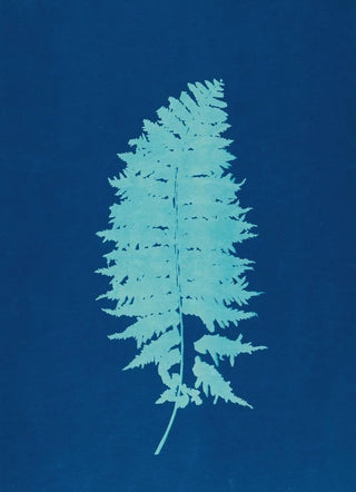 Ella J C Hurd - Ferns of Huntington Long Island Pl37.webp