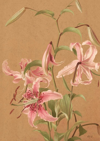 Ellen Fisher - Lilies.webp