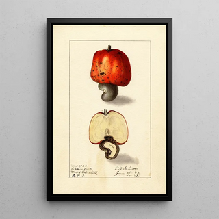 Ellen Isham Schutt - Anacardium occidentale.webp