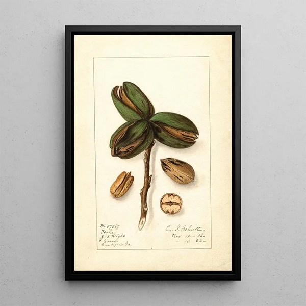Carya Teche - Ellen Isham Schutt — gerahmtes Bild an der Wand